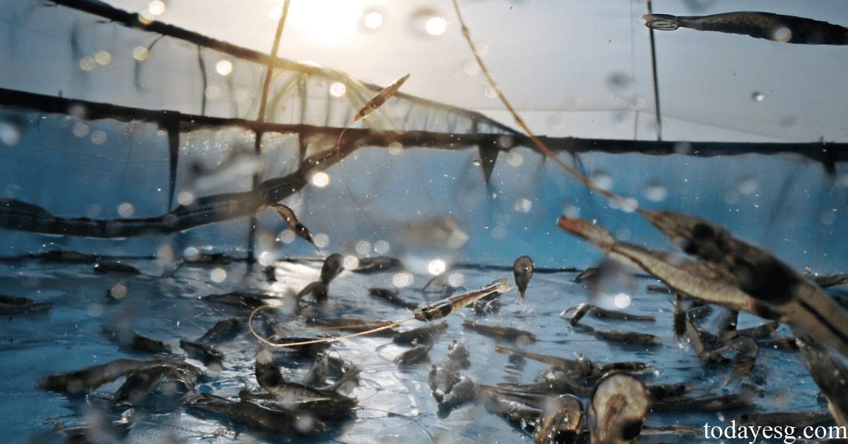 Aquaculture