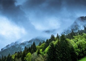 Transition Plan Taskforce