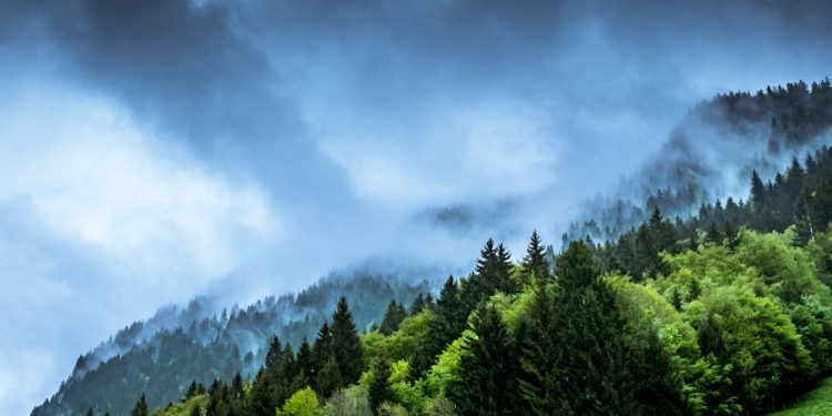 Transition Plan Taskforce